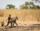 baby baboon on parent's back, Tarangire National Park, Tanzania
